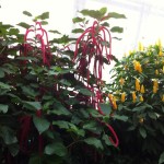 Butterfly Conservatory