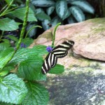 Butterfly Conservatory