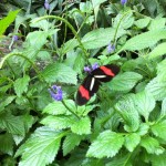 Butterfly Conservatory