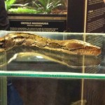 Baby Python